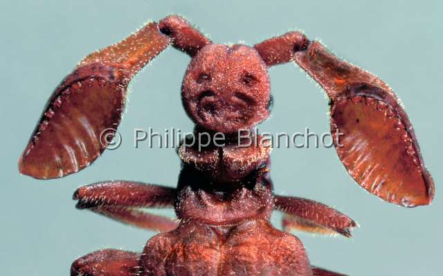 Enneapaussus howa.JPG - in "Portraits d'insectes" ed. SeuilEnneapaussus howaPaussideColeopteraPaussidaeMadagascar